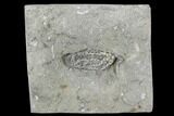 Crinoid (Goniocrinus) Fossil - Crawfordsville, Indiana #94464-1